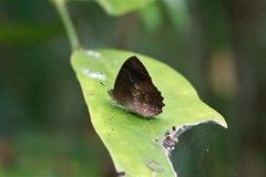 Simiskina phalia