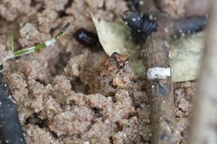 Limnonectes lauhachindai