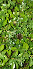 Litoria latopalmata
