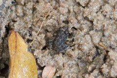 Limnonectes lauhachindai