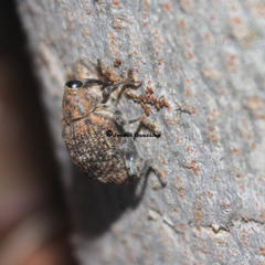 Pseudopiazurus centraliamericanus