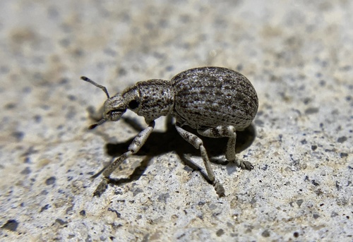 iNaturalist observation photo of Ophryastes