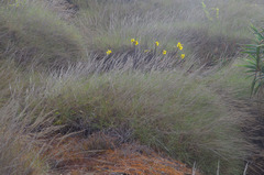 Triodia stenostachya