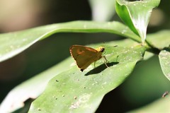 Cupitha purreea