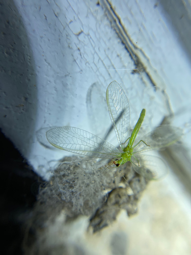 iNaturalist observation photo of Common Green Lacewings