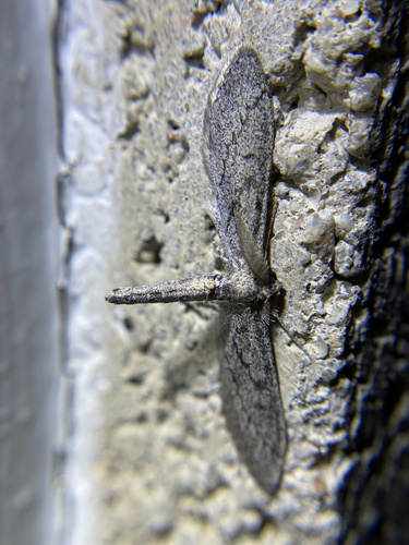 iNaturalist observation photo of Butterflies and Moths