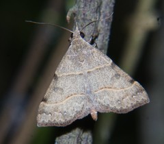 Hemeroplanis rectalis