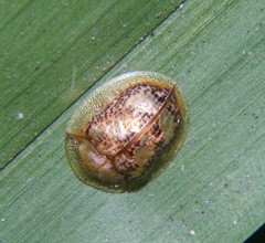 Coptocycla sordida