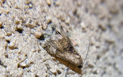 iNaturalist observation photo of Owlet Moths and Allies