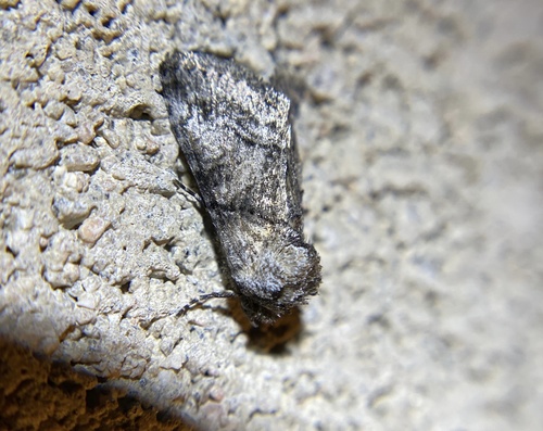 iNaturalist observation photo of Owlet Moths and Allies