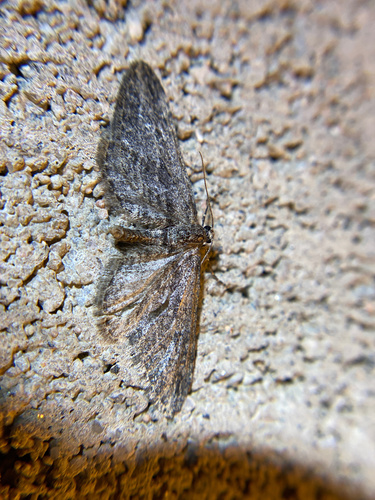 iNaturalist observation photo of Geometer Moths