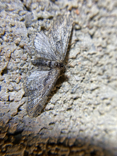 iNaturalist observation photo of Geometer Moths