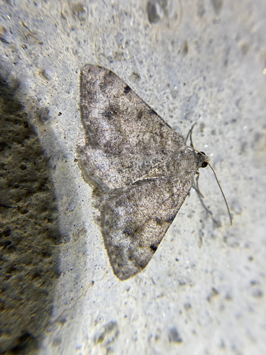 iNaturalist observation photo of Digrammia
