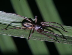Megalostrata