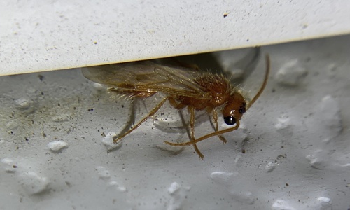 iNaturalist observation photo of Nocturnal velvet ants