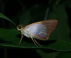 Calpodes triangularis