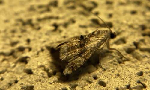 iNaturalist observation photo of Butterflies and Moths