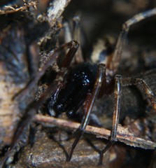 Megalostrata