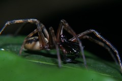 Megalostrata