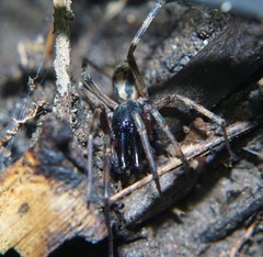 Megalostrata