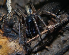 Megalostrata