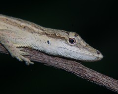 Anolis unilobatus