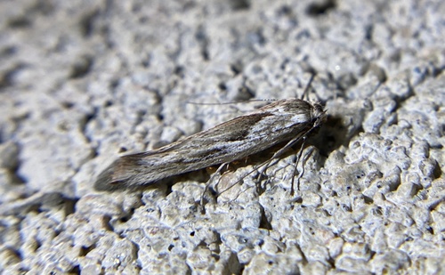 iNaturalist observation photo of Butterflies and Moths