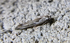 Ethmia scylla