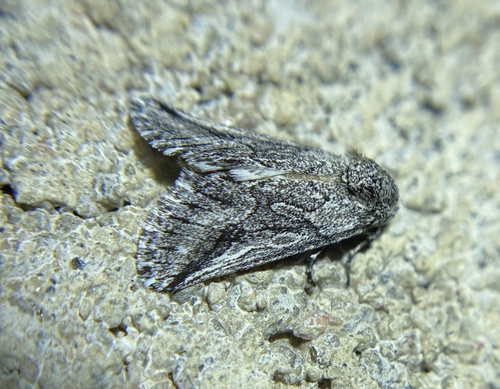 iNaturalist observation photo of Oxycnemis fusimacula