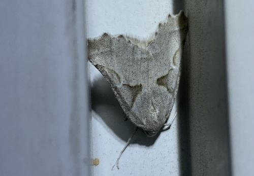 iNaturalist observation photo of Plataea calcaria