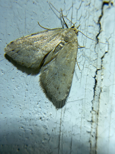 iNaturalist observation photo of Butterflies and Moths