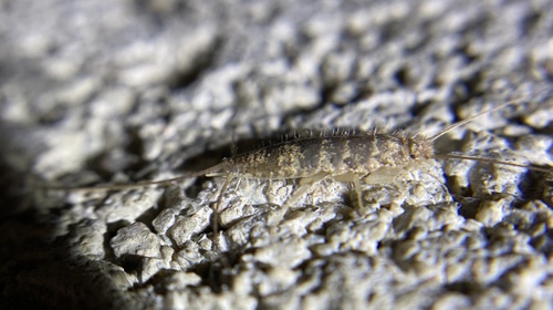 iNaturalist observation photo of Typical Silverfishes