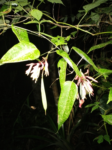 Image of Bauhinia jenningsii by (c) Juan Cruzado Cortés, some rights reserved (CC BY-SA)