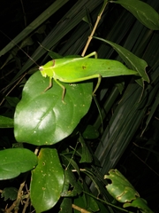 Stilpnochlora quadrata