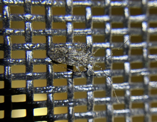 iNaturalist observation photo of True Bugs