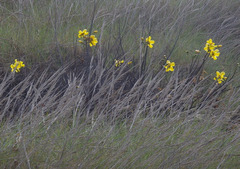 Triodia stenostachya