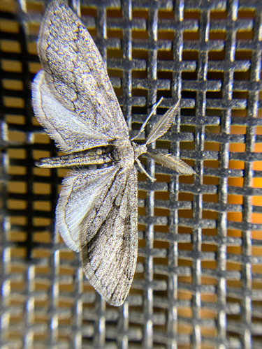 iNaturalist observation photo of Glaucina