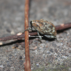 Pseudopiazurus centraliamericanus