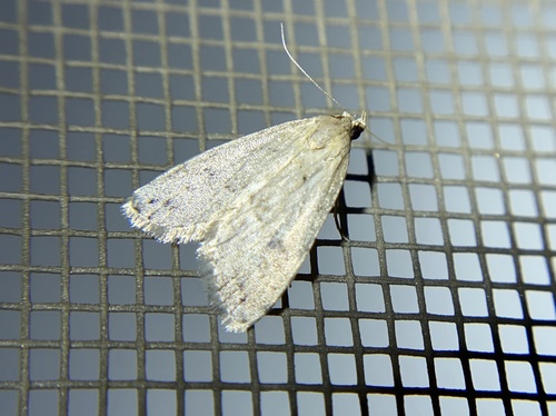iNaturalist observation photo of Butterflies and Moths
