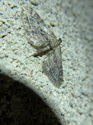 iNaturalist observation photo of Pug Moths & Allies