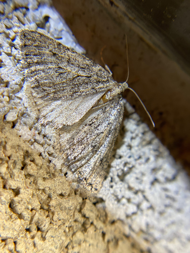 iNaturalist observation photo of Geometer Moths