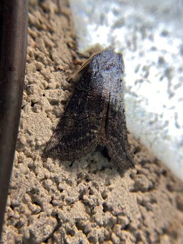 iNaturalist observation photo of Cutworms and Dart Moths