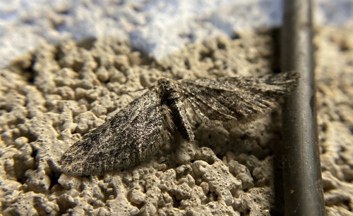 iNaturalist observation photo of Pug Moths