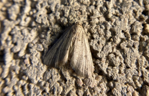 iNaturalist observation photo of Butterflies and Moths