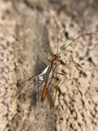 iNaturalist observation photo of Ophion