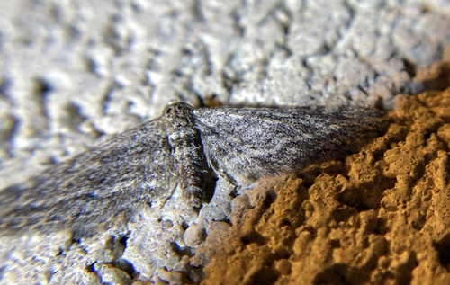 iNaturalist observation photo of Glaucina