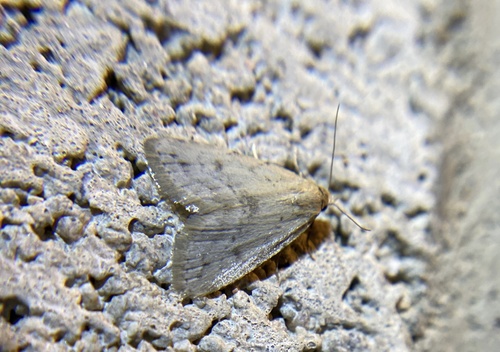 iNaturalist observation photo of Dasyblemma straminea