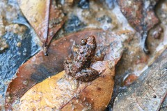 Limnonectes lauhachindai