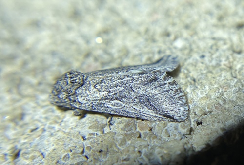 iNaturalist observation photo of Oxycnemis fusimacula