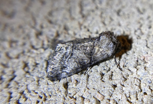 iNaturalist observation photo of Abrostola